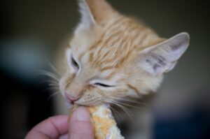Kitten food