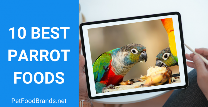 Best Parrot Food – Parrot Food guide 2022