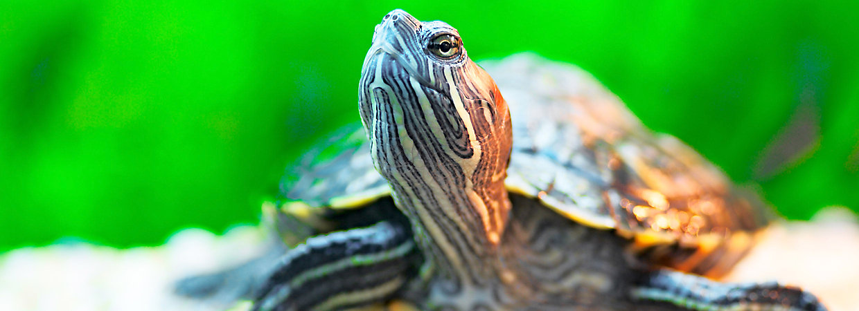 Top 10 Best Food For Pet Turtle 2020 - PetFoodBrands.net