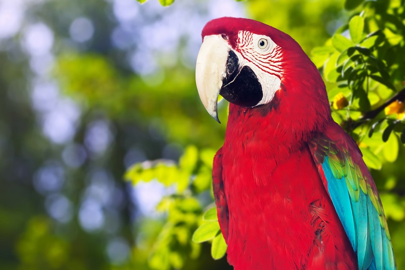 Top 10 Best Parrot Foods Parrot Food guide 2020