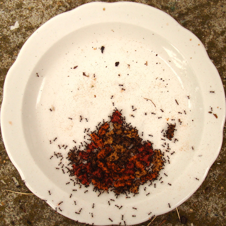 Ants in cat food