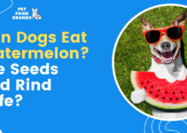 Can Dogs Eat Watermelon? Are Seeds and Rind Safe?
