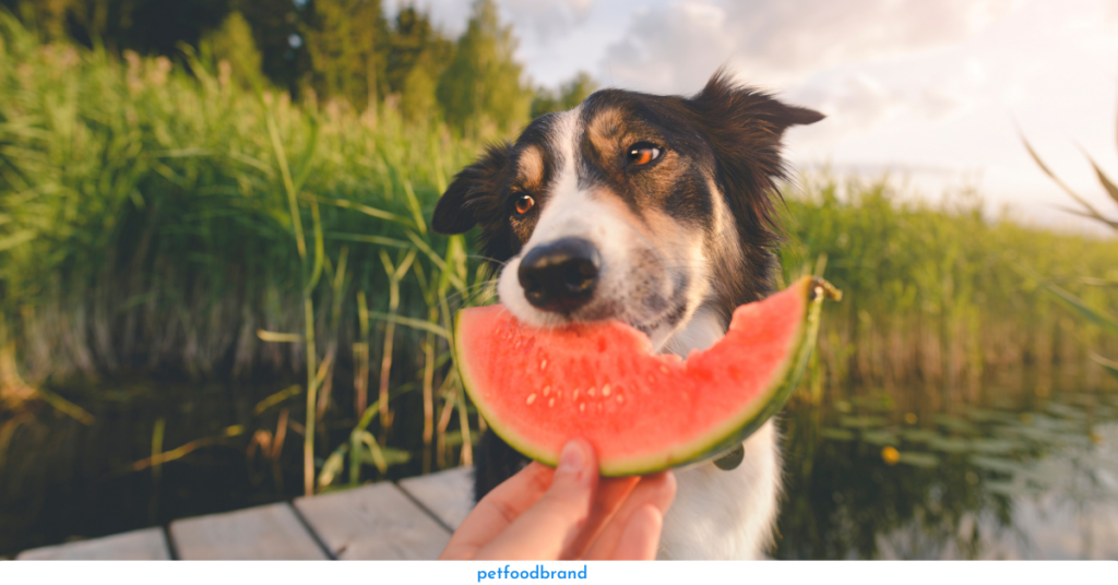 Can dogs eat watermelon 