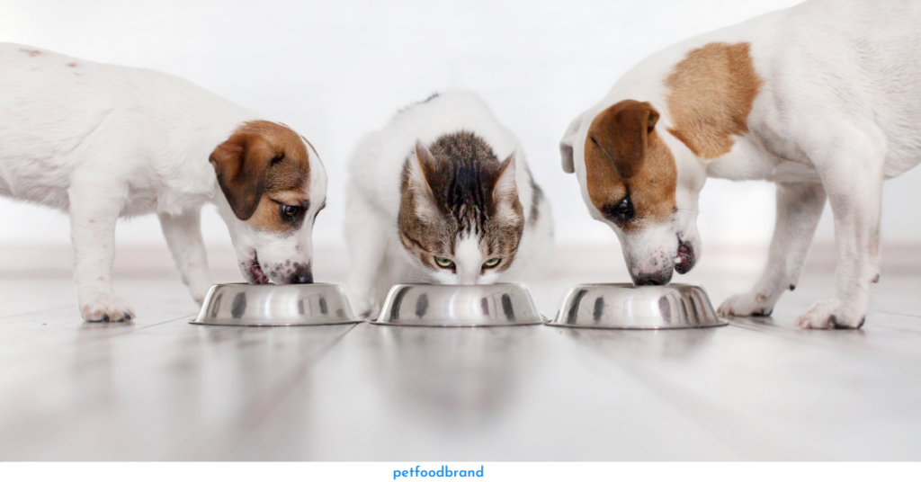 How do dietary requirements differ between cats and dogs