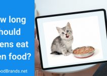 Cat Transition: How long should kittens eat kitten food?