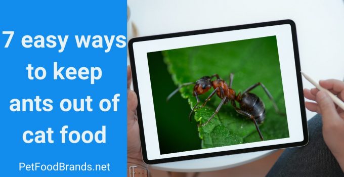How to keep ants out of cat food