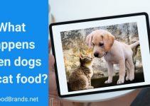 What happens when dogs eat cat food? Will my dog die?