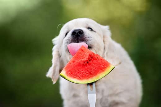 A dog licking the watermelon