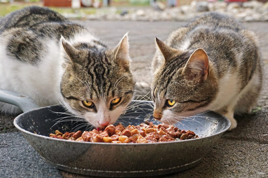  cats eating food