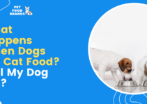 What Happens When Dogs Eat Cat Food? Will my Dog Die?