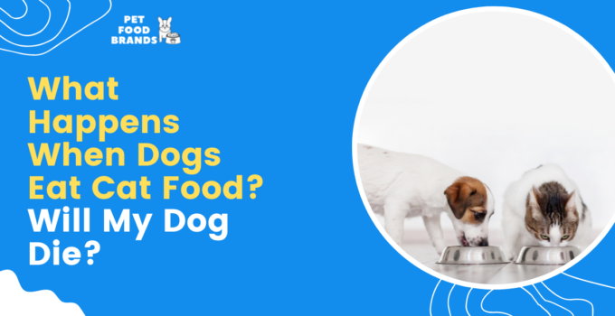 what-happens-when-dogs-eat-cat-foodi