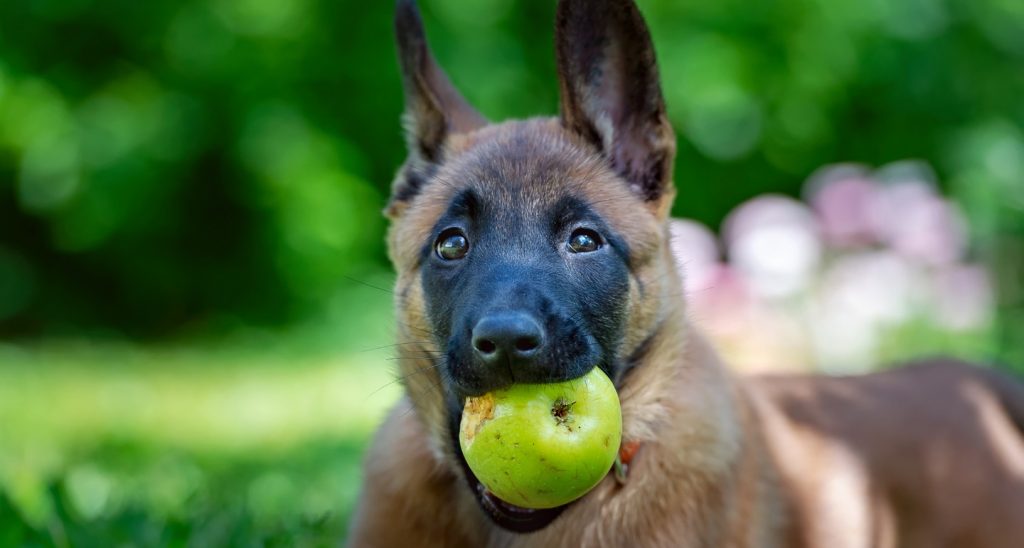 CAN DOGS HAVE APPLES