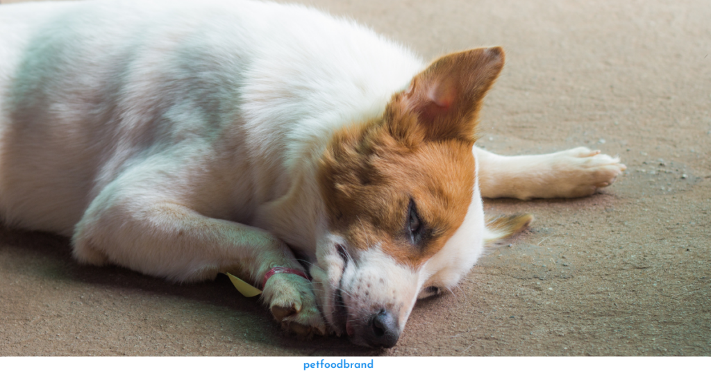Can Dogs Get Sick from Eating Mealworms