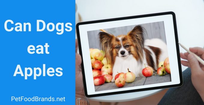 Can dogs eat apples? Are apple seeds and core safe?