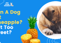 Can a Dog Eat Pineapple? Is it too Sweet?