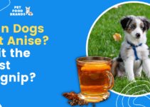 Can Dogs Eat Anise? Is it the Best Dognip?