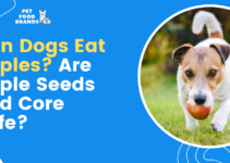 Can Dogs Eat Apples? Are Apple Seeds and Core Safe?