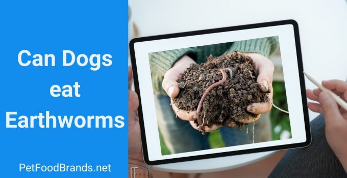 Can dogs eat earthworms?  Here is why you should avoid