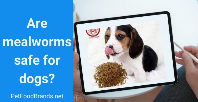 can dogs eat mealworms