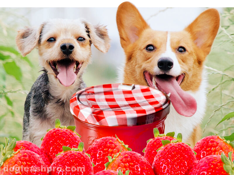 Can dogs eat raspberry jam?