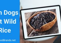 Can dogs eat wild rice? Is wild rice safe for your pup?