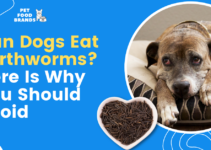 Can Dogs Eat Wild Rice? Is Wild Rice Safe for Your Pup?