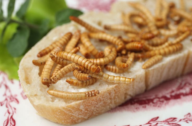 can dogs have mealworms?