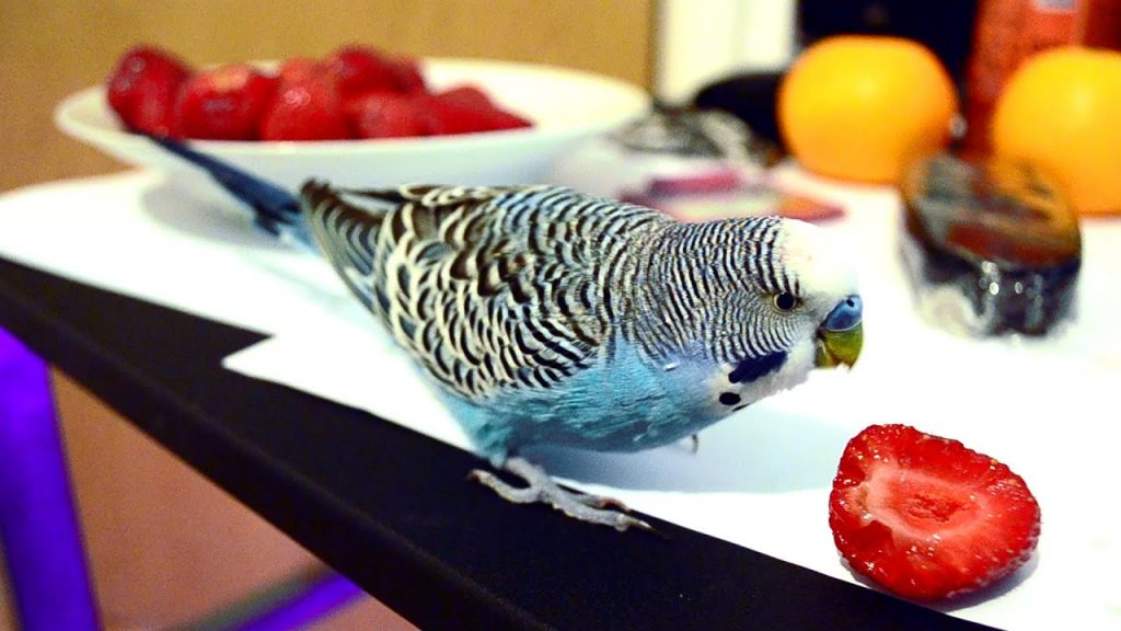 CAN PARROTS EAT STRAWBERRIES
