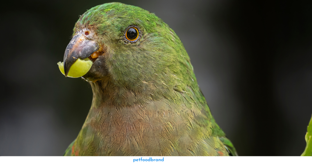 Can Grapes Harm Parrots