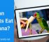 Can parrots eat bananas? Is Banana peel safe?