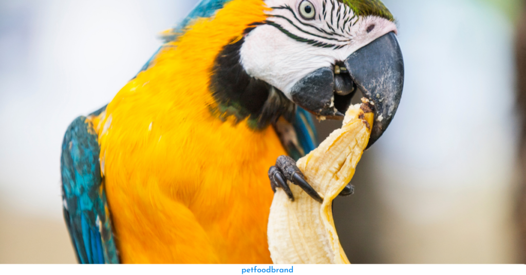 Can Parrots Eat Banana Peels