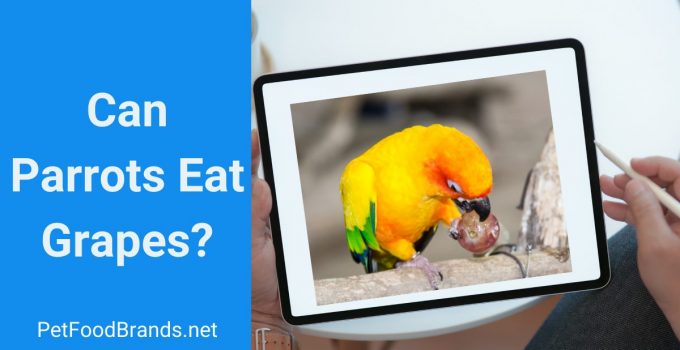 Can Parrots Eat grapes? (Seeds, Grapevine, and peel)