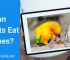 Can Parrots Eat grapes? (Seeds, Grapevine, and peel)