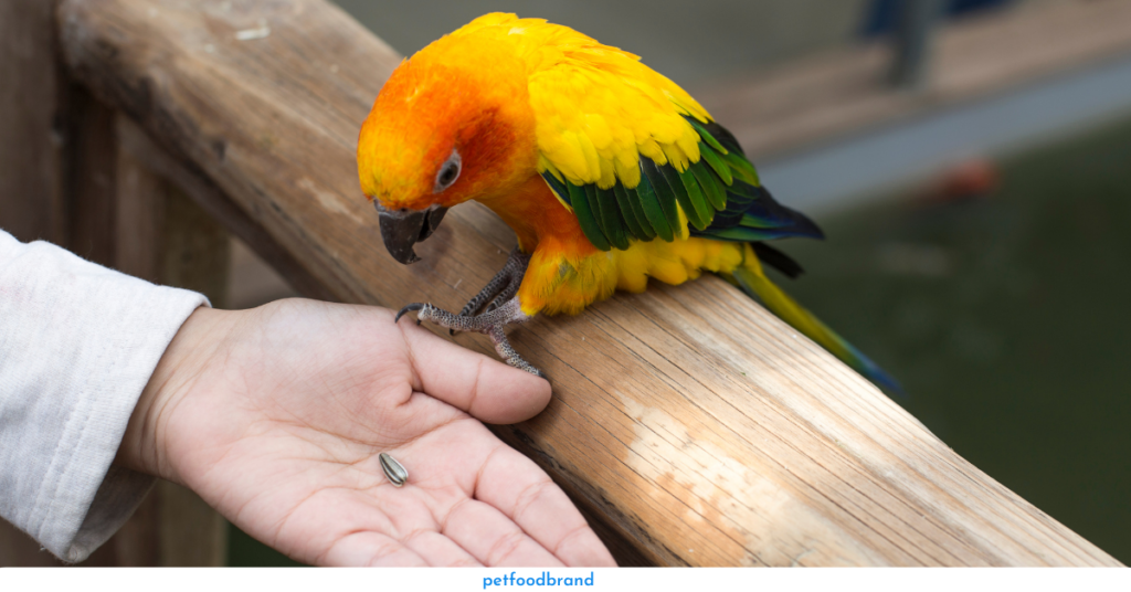 Can Parrots Eat Strawberry Seeds