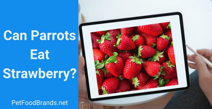 Can Parrots Eat strawberry