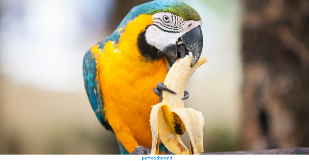 Why are Bananas Good for Parrots