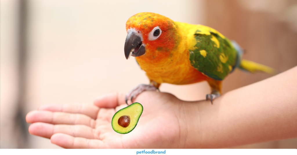Can Parrots Eat Avocado