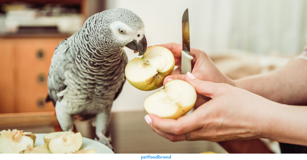 Can Quaker Parrots Eat Apples