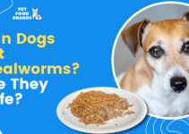 Can Dogs Eat Mealworms? Are they Safe?