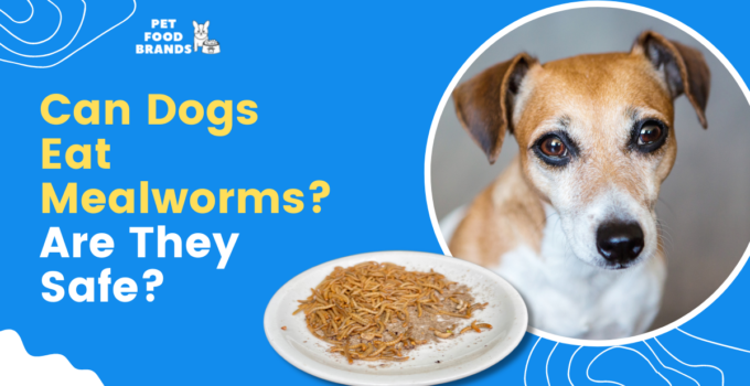 can-dogs-eat-mealworms