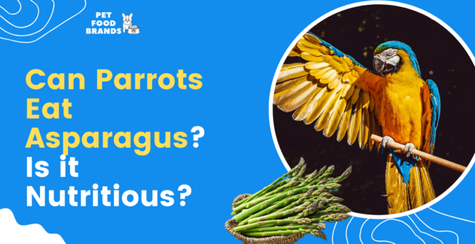 Can Parrots Eat Asparagus? Is it Nutritious?