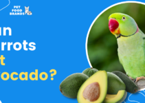 Can Parrots Eat Avocado?
