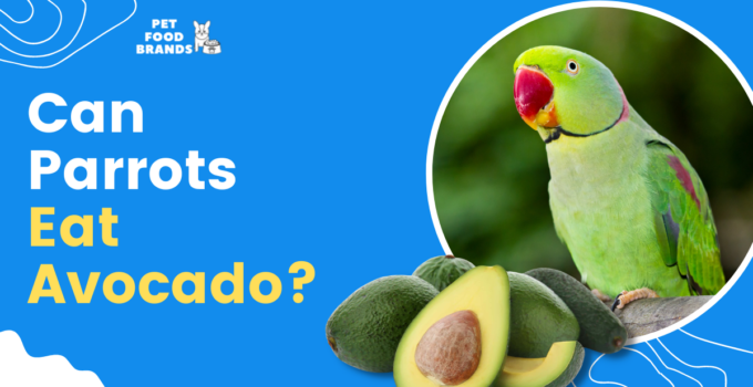 Can Parrots Eat Avocado?
