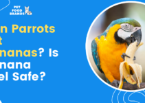 Can Parrots Eat Bananas? Is Banana Peel Safe?