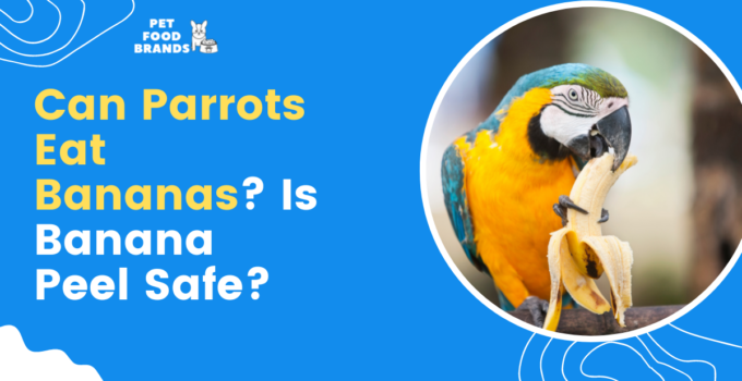 can-parrots-eat-bananas