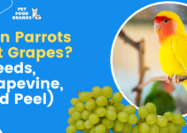 Can Parrots Eat Grapes? (Seeds, Grapevine, and Peel)