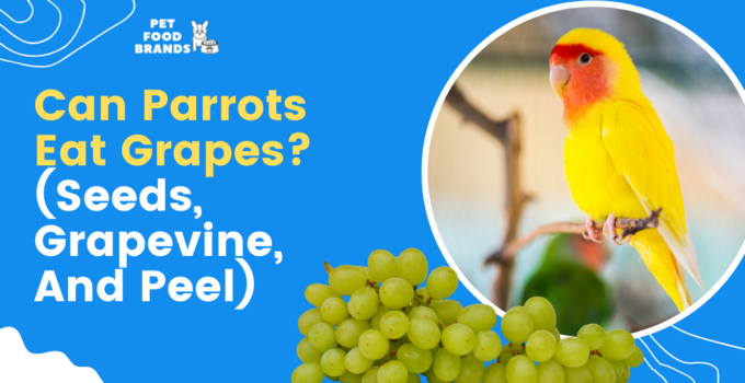 Can Parrots Eat Grapes? (Seeds, Grapevine, and Peel)