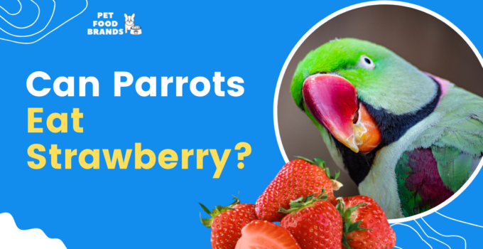 Can Parrots Eat Strawberry?