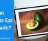 Can parrots eat avocado?