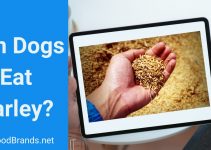 Can dogs eat barley? Is it safe?